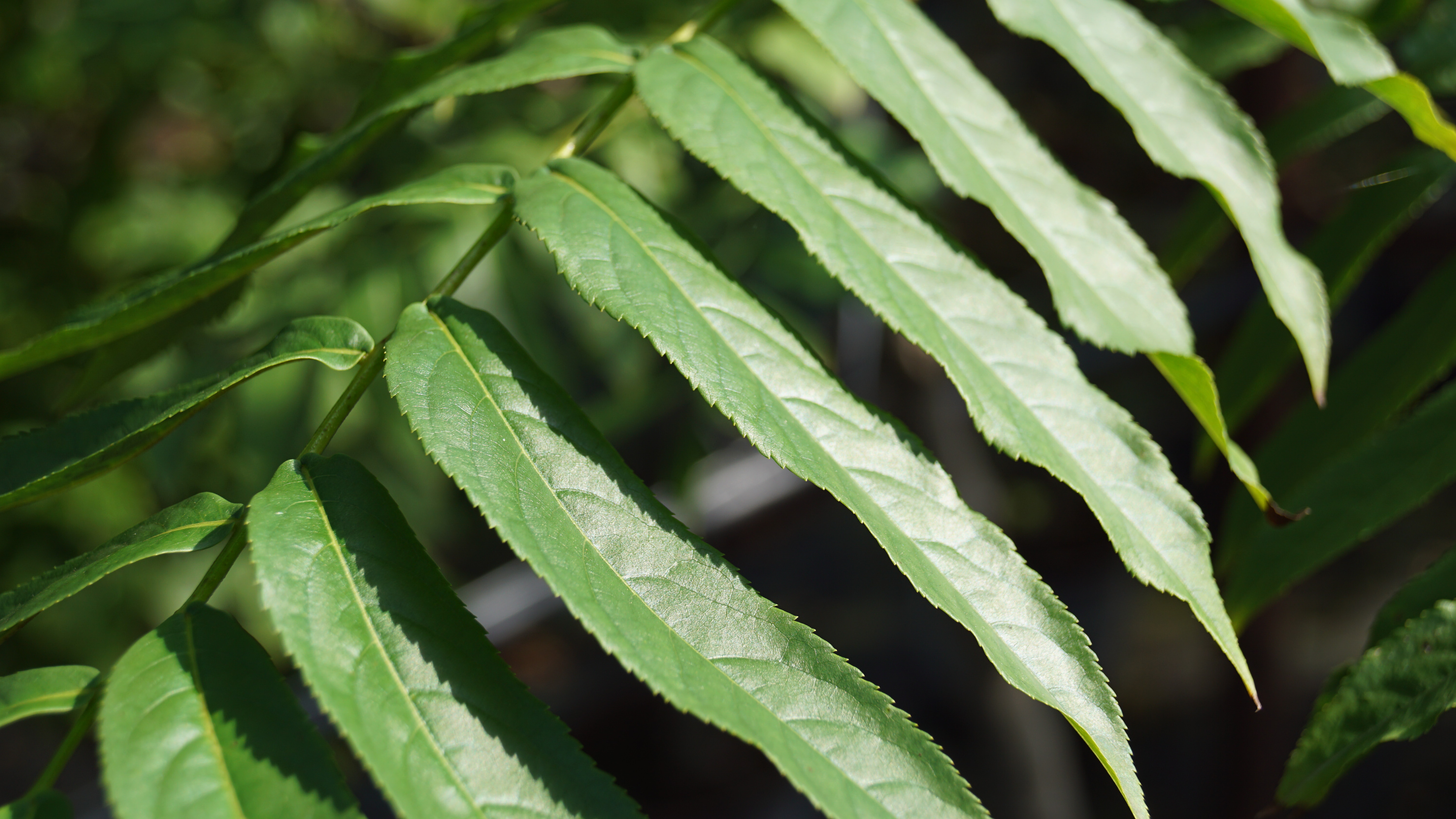 Pterocarya fraxinifolia (1)